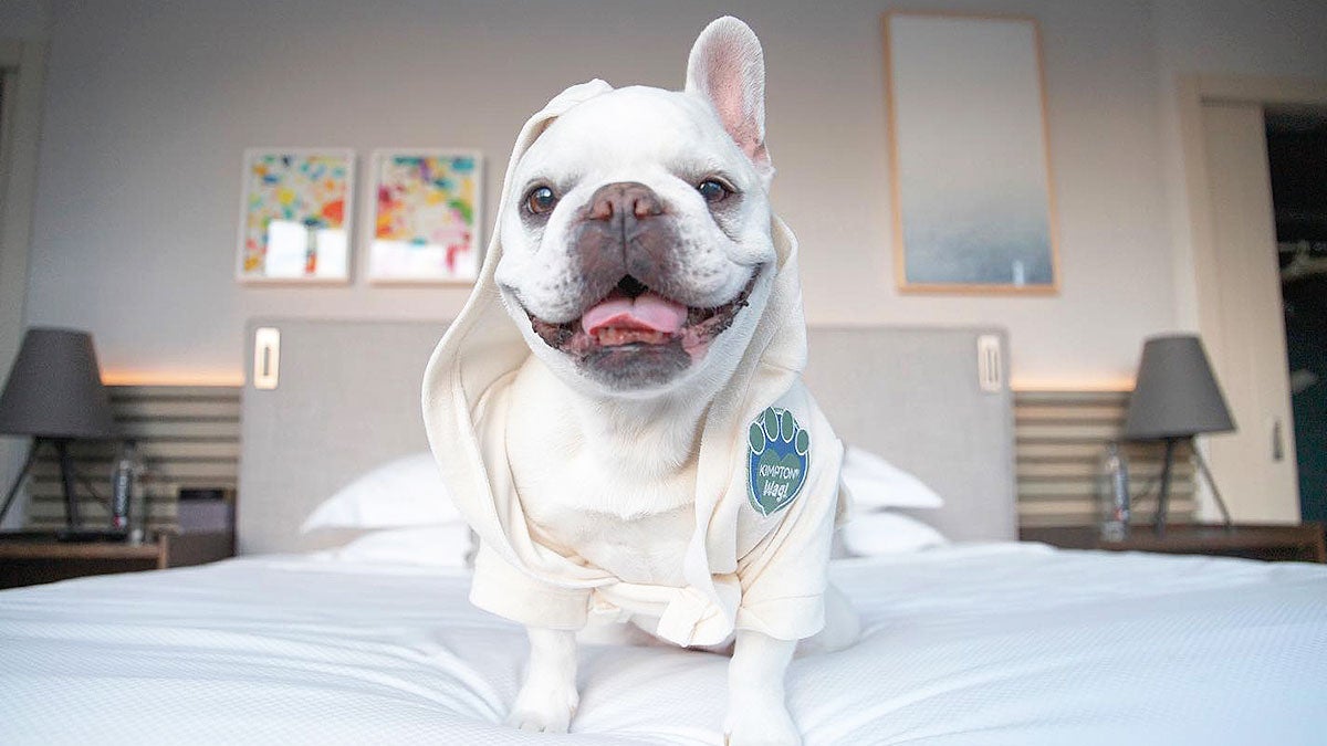 white dog wearing robe with patch with hotel name on bed
